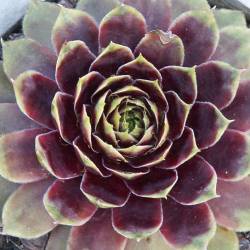 Sempervivum - Dachwurz - Hauswurz